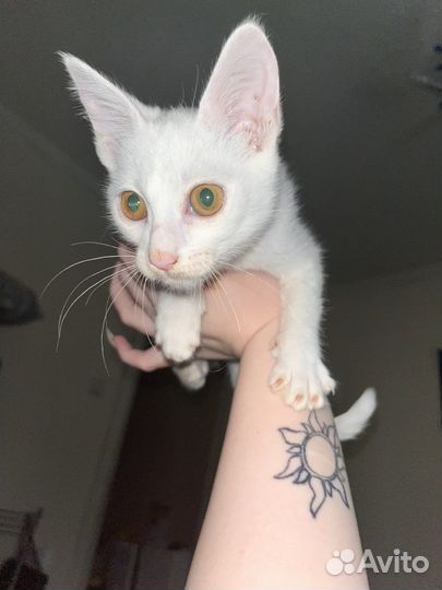 Кошка