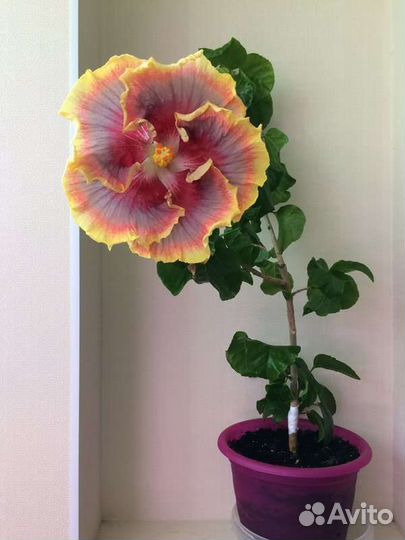 Гибискус сортовой Night Runner