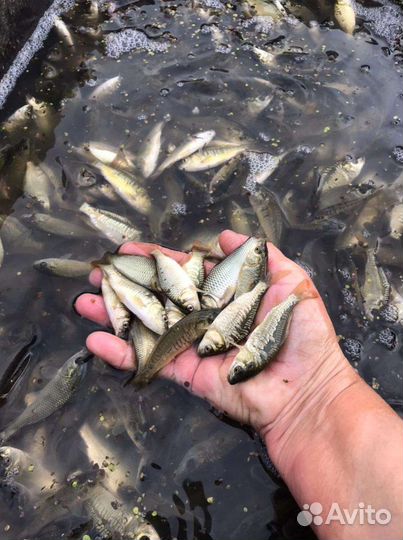 Сеголетки карпа