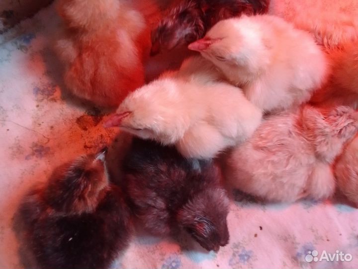 18 августа вывод цыплят