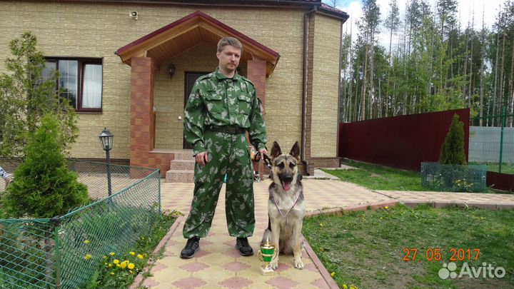 Дрессировка собак