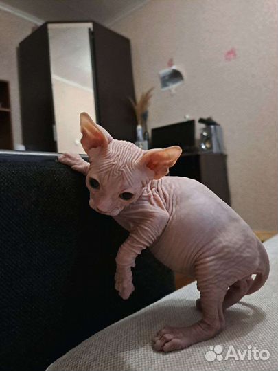 Котёнок Канадский сфинкс