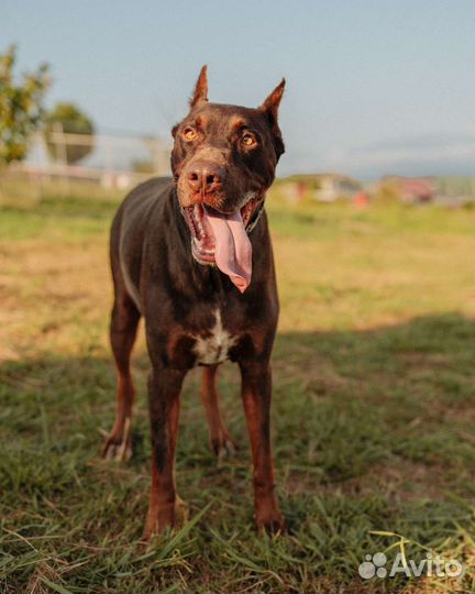 Собака в добрые руки