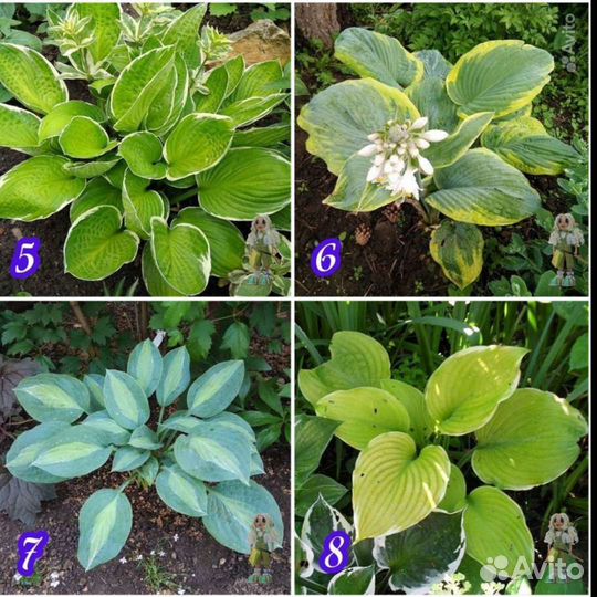 Хоста Цветы для сада