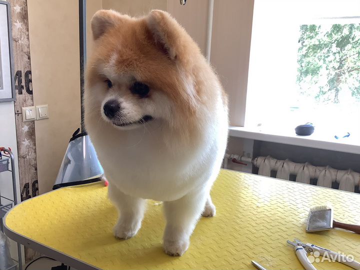 Стрижка собак и кошек/ груминг животных, уход