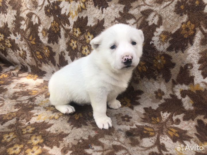 Среднеазиатская овчарка алабай щенки