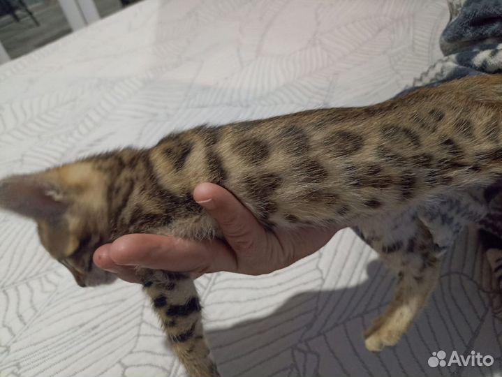 Бенгальский золотые девочки