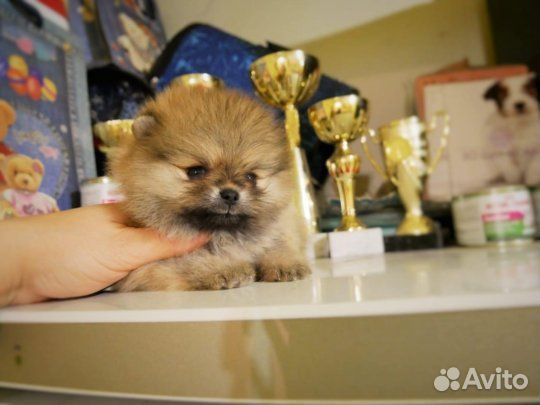 Померанский шпиц мини щенок