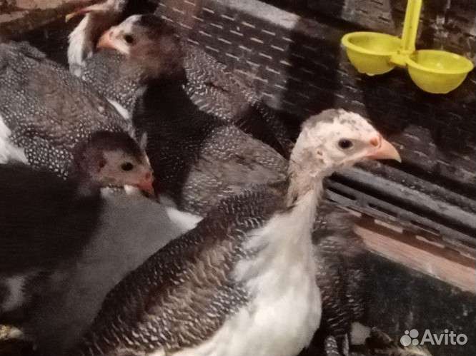 Инкубационные яйца цесарок