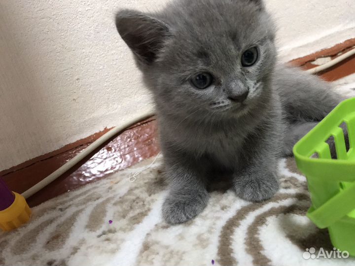 Котята шотландцы
