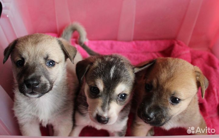 Щенки Отдаю в добрые руки