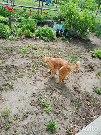 Котик с изюминкой)