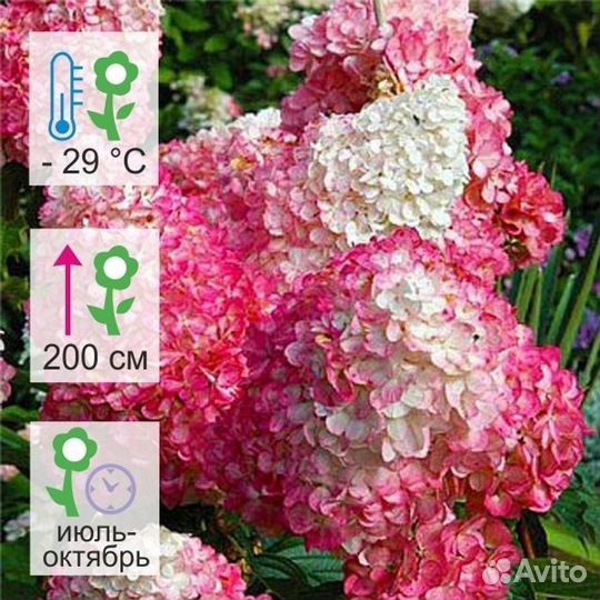 Гортензия метельчатая