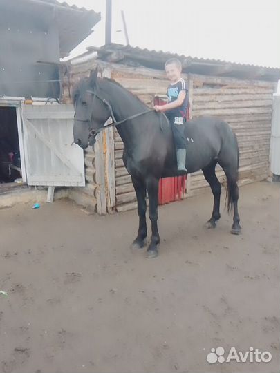 Лошадь кабыла