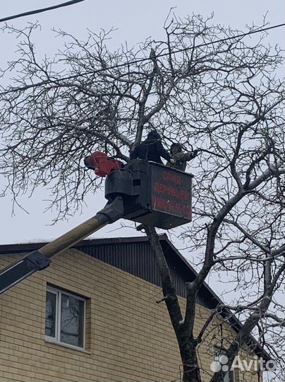 Спил деревьев