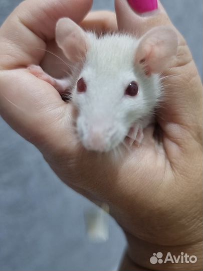 Декоративная крыса