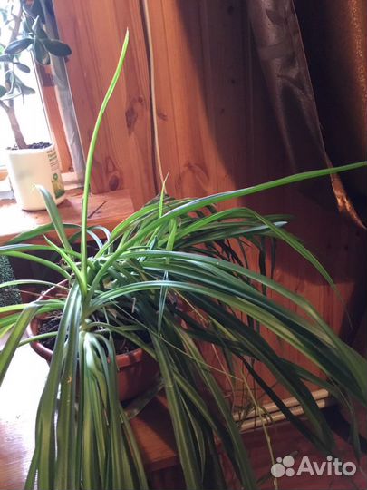 Хатиора,хлорофитум