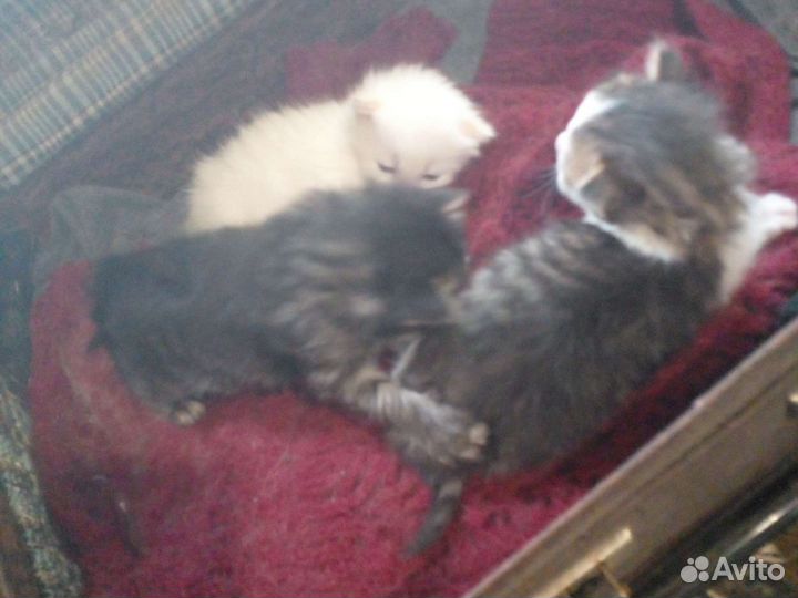 Котята
