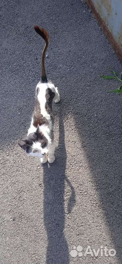 Кошка в дар бесплатно