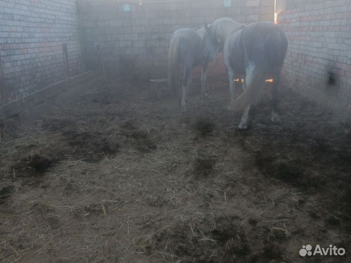 Продам кобыл