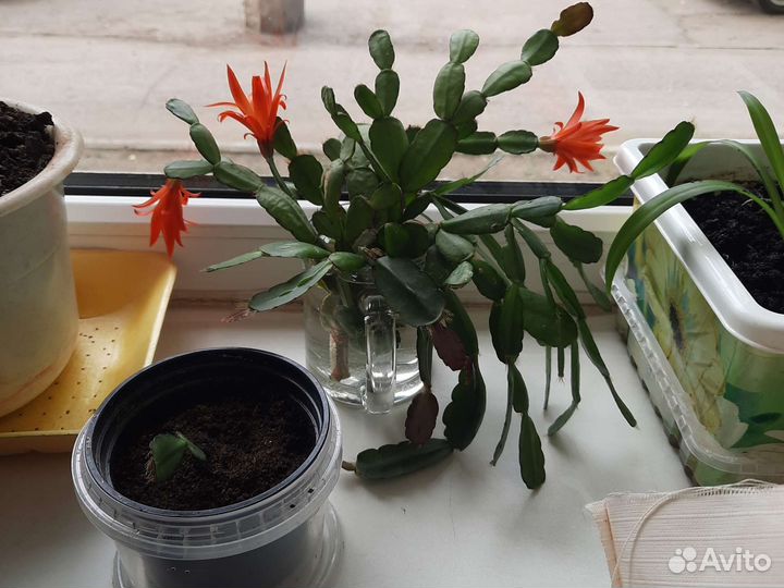 Цветок декабрист шлюмбергер