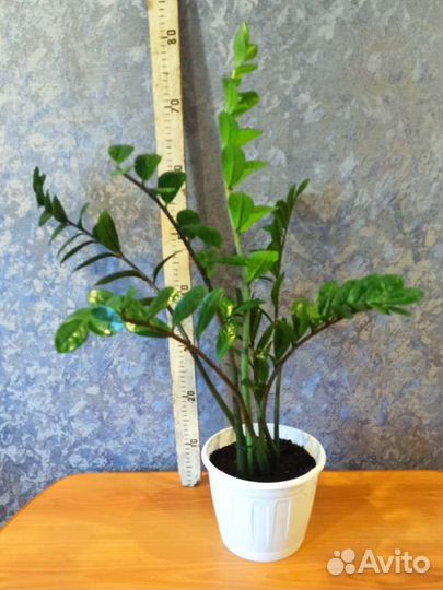 Замиокулькас