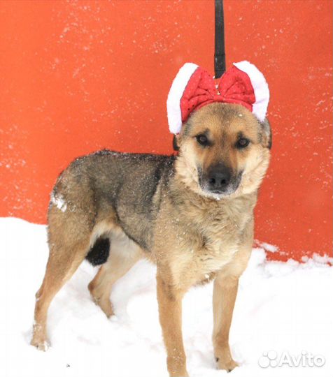 Спаси Лакки