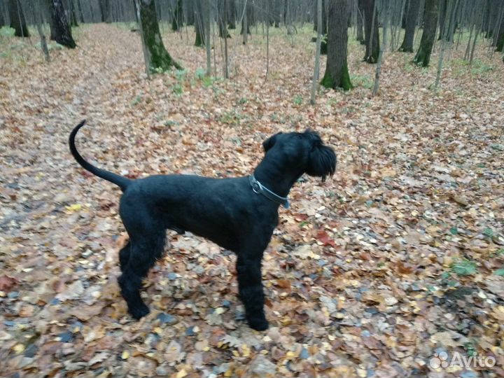 Вязка ризеншнауцер