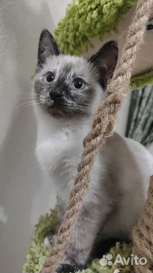 Котенок девочка 3 месяца