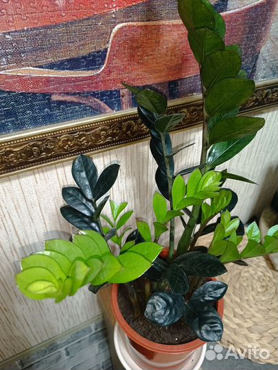 Замиокулькас черный принц