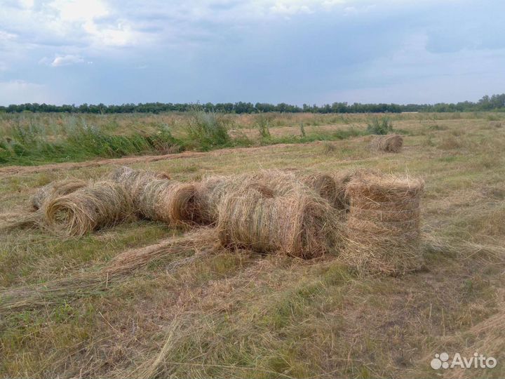 Сено в рулончиках