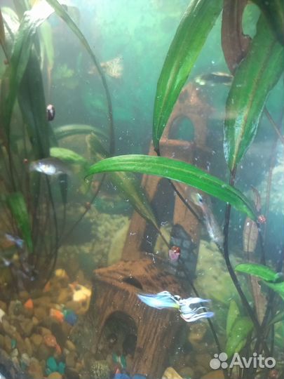 Аквариум с рыбками