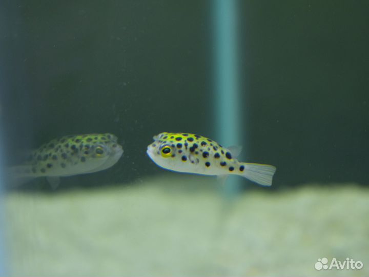 Аквариумные рыбки. Улитки.Раки.Креветки. Аксолотль