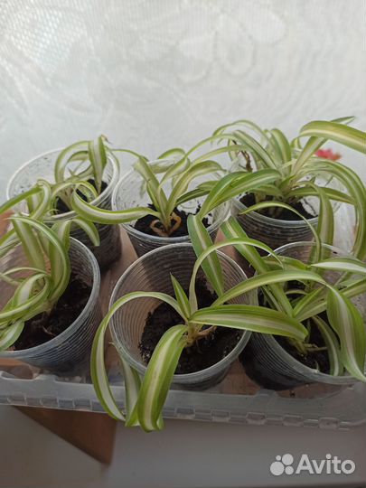 Хлорофитум кудрявый бонни