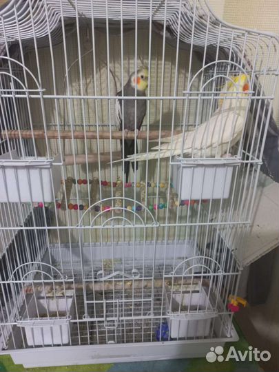 Попугай корелла