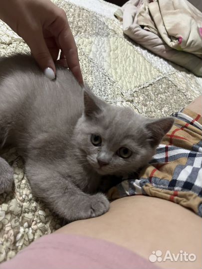 Британские котята