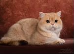 Британская котик золотая шиншилла