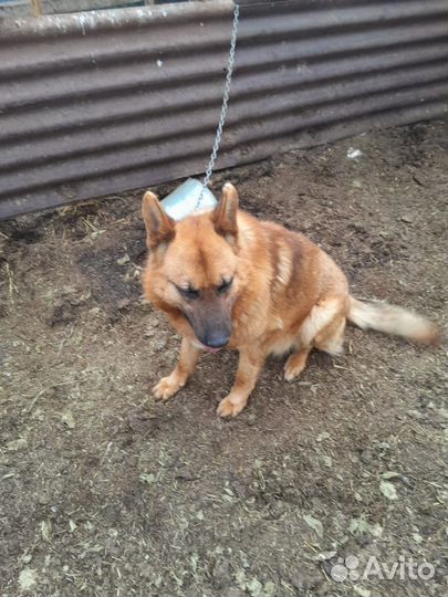 Собака пастух