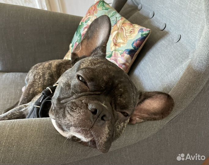 Зооняня, выгул, передержка