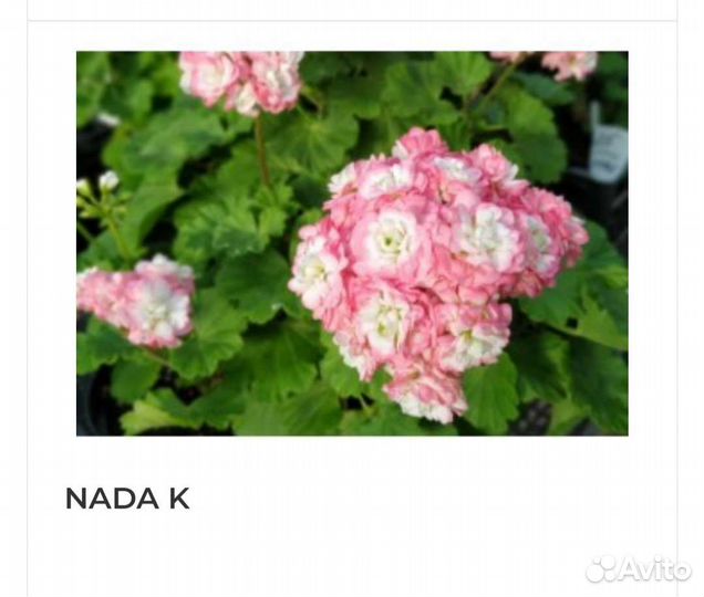 Герань пеларгония