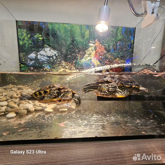 Аквариум с черепахами