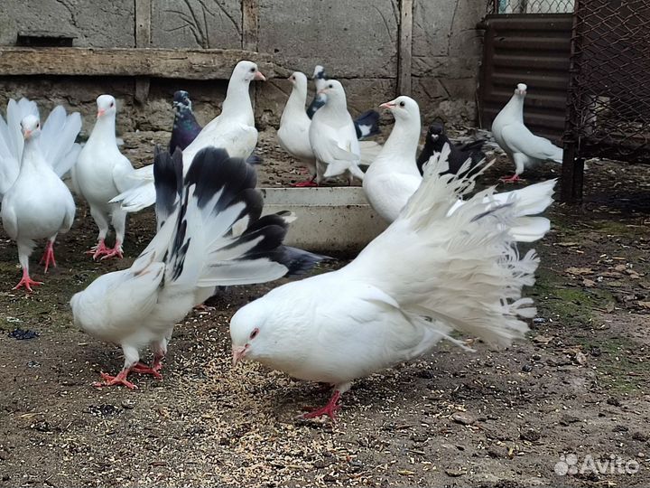 Продажа голубей