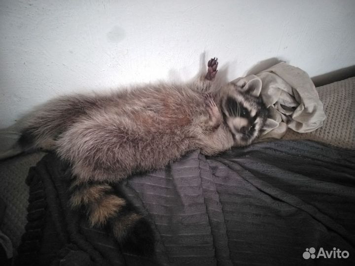 Енот паласкун