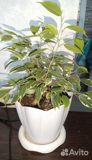 Комнатные цветы