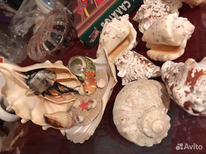 Морские ракушки раковины