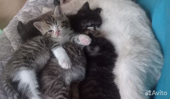 Кошка