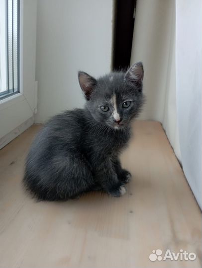 Котёнок