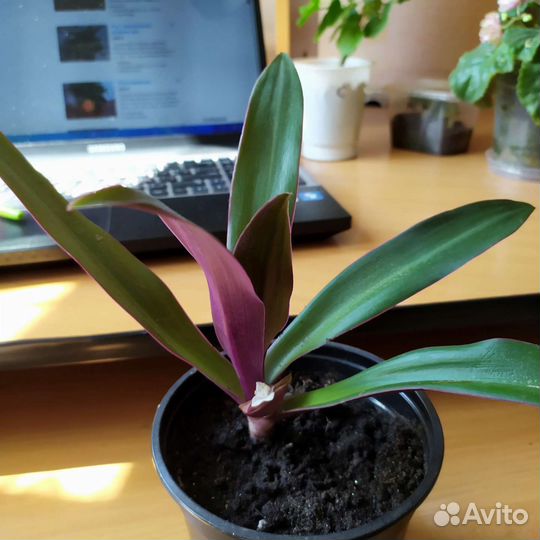 Рэо (разные виды )