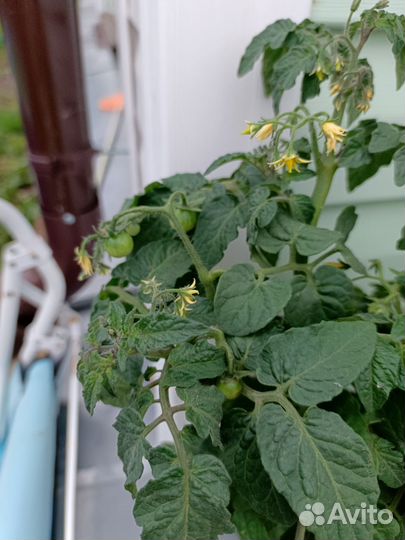 Помидоры в кашпо