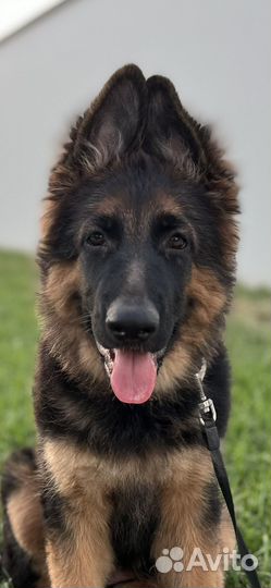 Щенки немецкой овчарки